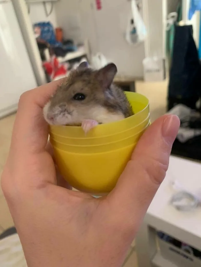Rodents Can Do Cute Things (20 Pics)