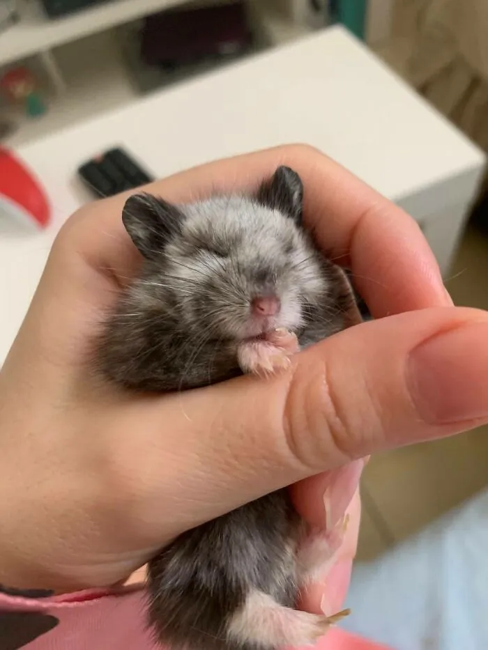 Rodents Can Do Cute Things (20 Pics)