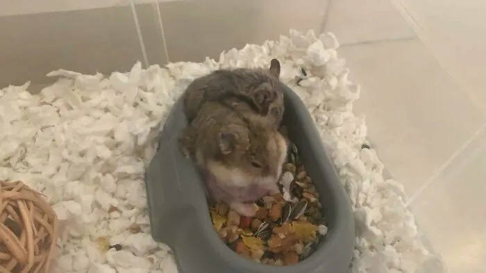 Rodents Can Do Cute Things (20 Pics)