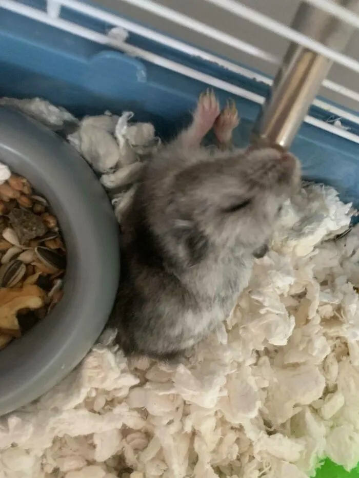 Rodents Can Do Cute Things (20 Pics)