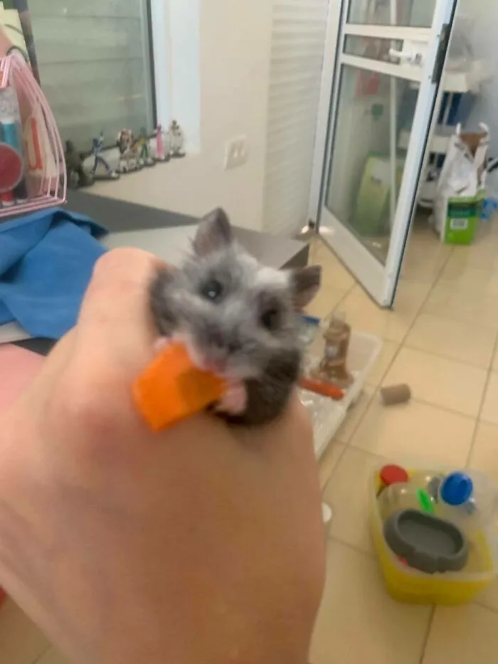Rodents Can Do Cute Things (20 Pics)