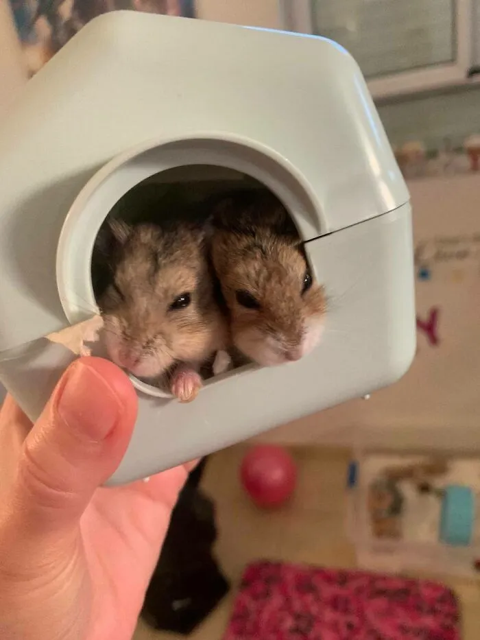 Rodents Can Do Cute Things (20 Pics)