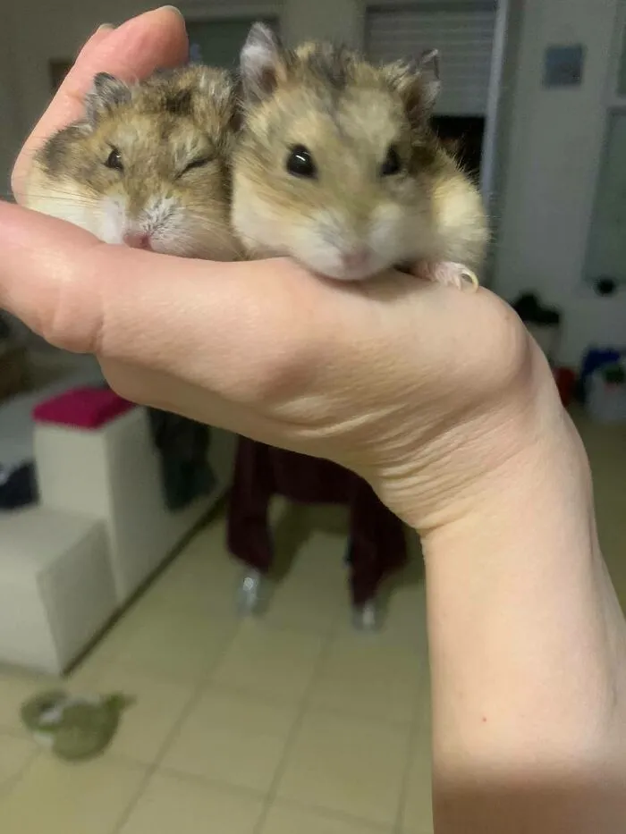 Rodents Can Do Cute Things (20 Pics)