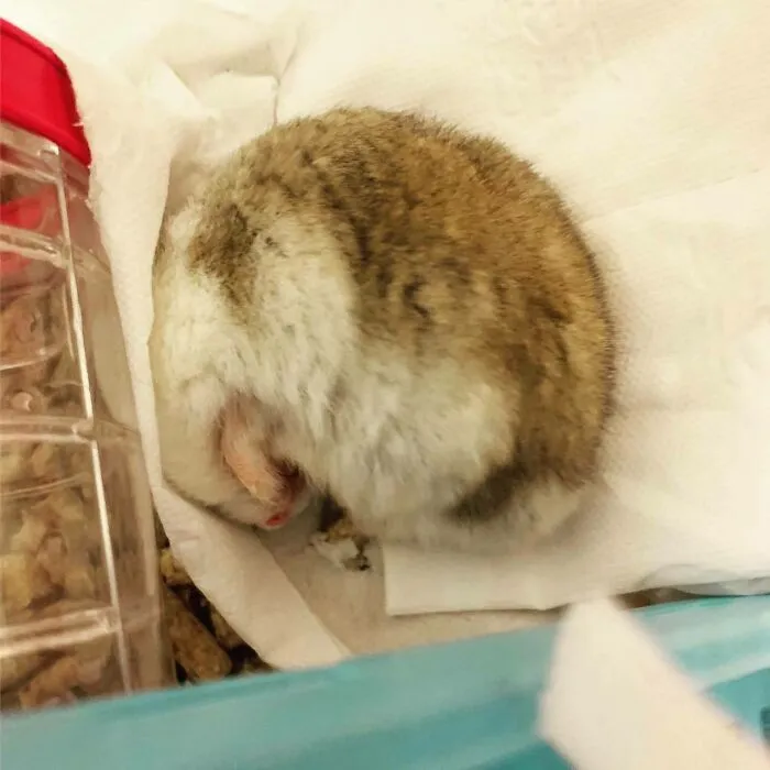 Rodents Can Do Cute Things (20 Pics)