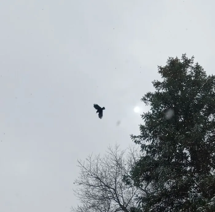 Here Is Mine It Is A Crow