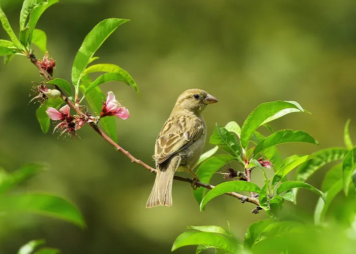 Listen To The Birds