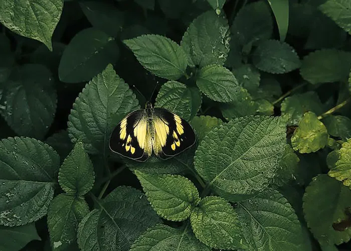 Visit A Butterfly Park