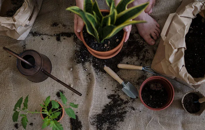 Work On Your Plants