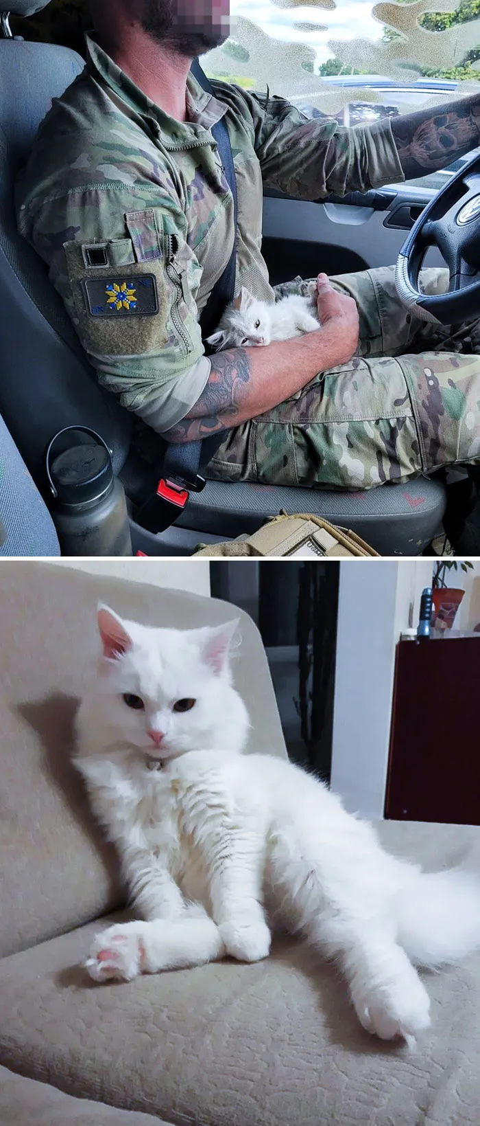 I Found A Scared Kitten In Ukraine, And Now He Is All Grown Up