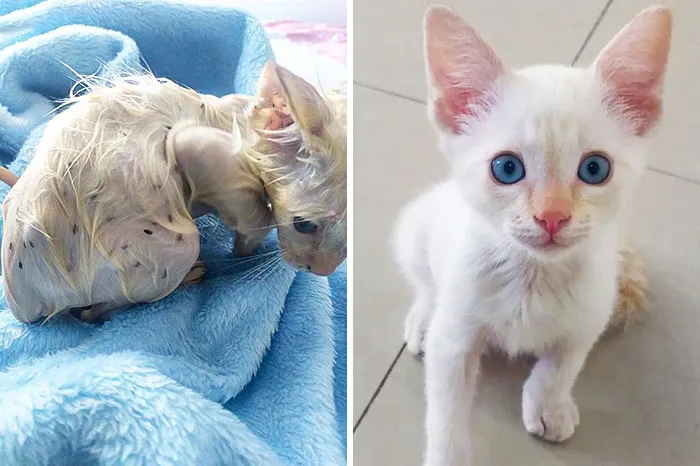 Bartolito The Day He Was Rescued vs. 3 Weeks Later