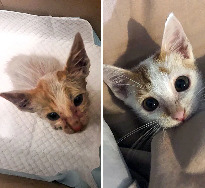 This Is Mouse. I Found Him Barely Alive By The Road A Month Ago