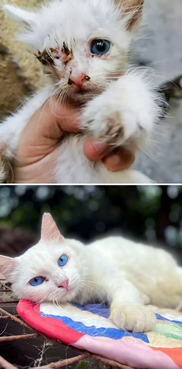 People Ignored Her When She Was On The Streets 2 Years Ago. Now They Are Amazed By How Much Beauty She Has To Offer. Before And After