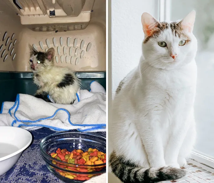 My Beautiful Girl Chase Was Orphaned, And I Found Her On A Busy Street In The Middle Of The Road Dodging Cars. Hence The Name Chase. I Had To Chase Her. Before vs. After