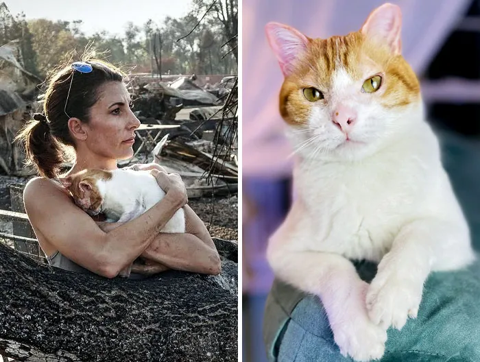 99 Was A Feral Cat Who Was Badly Burned But Displayed An Astonishing Will To Live. Now He Commands The Entire Household
