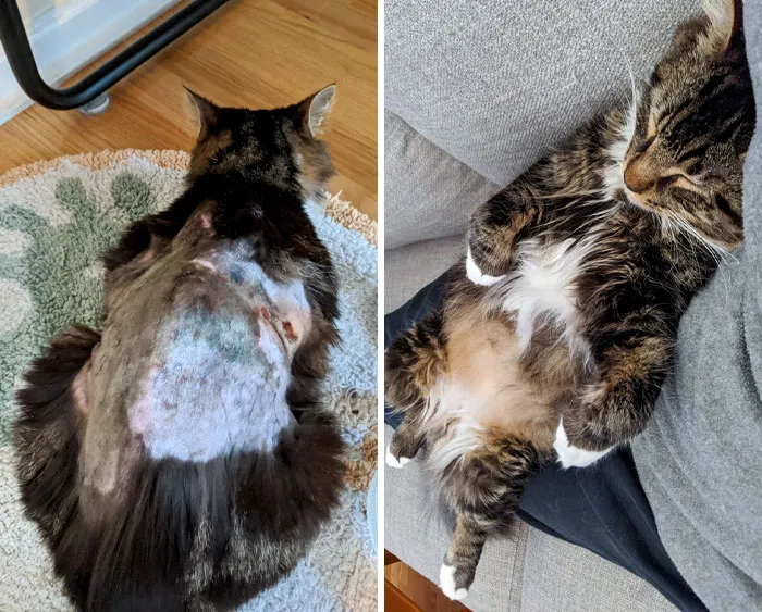 Our Neighbors Abandoned A Cat That Was Attacked By An Adult Copperhead But Miraculously Survived. We Adopted Him And Named Mister Fluffy
