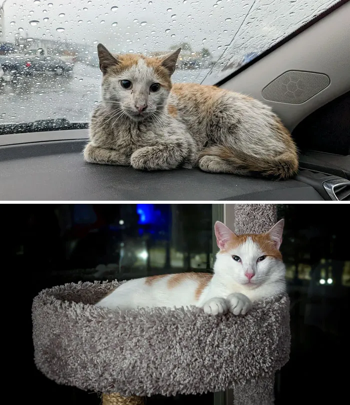 I Found This 7-Month-Old Kitty Hanging Around My Shop. He Was Covered In Dirt, Oil, Etc. I Decided To Bring Him Home And Let Him Live The Life He Deserves Since He's A Good Boy