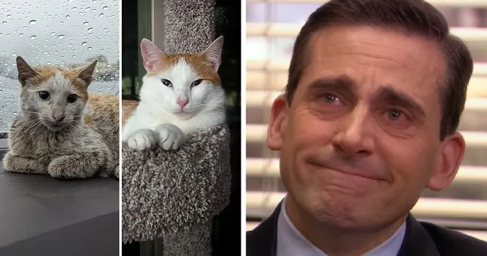 50 People Share How Their Beloved Cats Have Changed Since Being Adopted (New Pics)