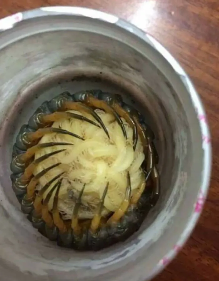 Mother-Centipede Hugging Her Babies