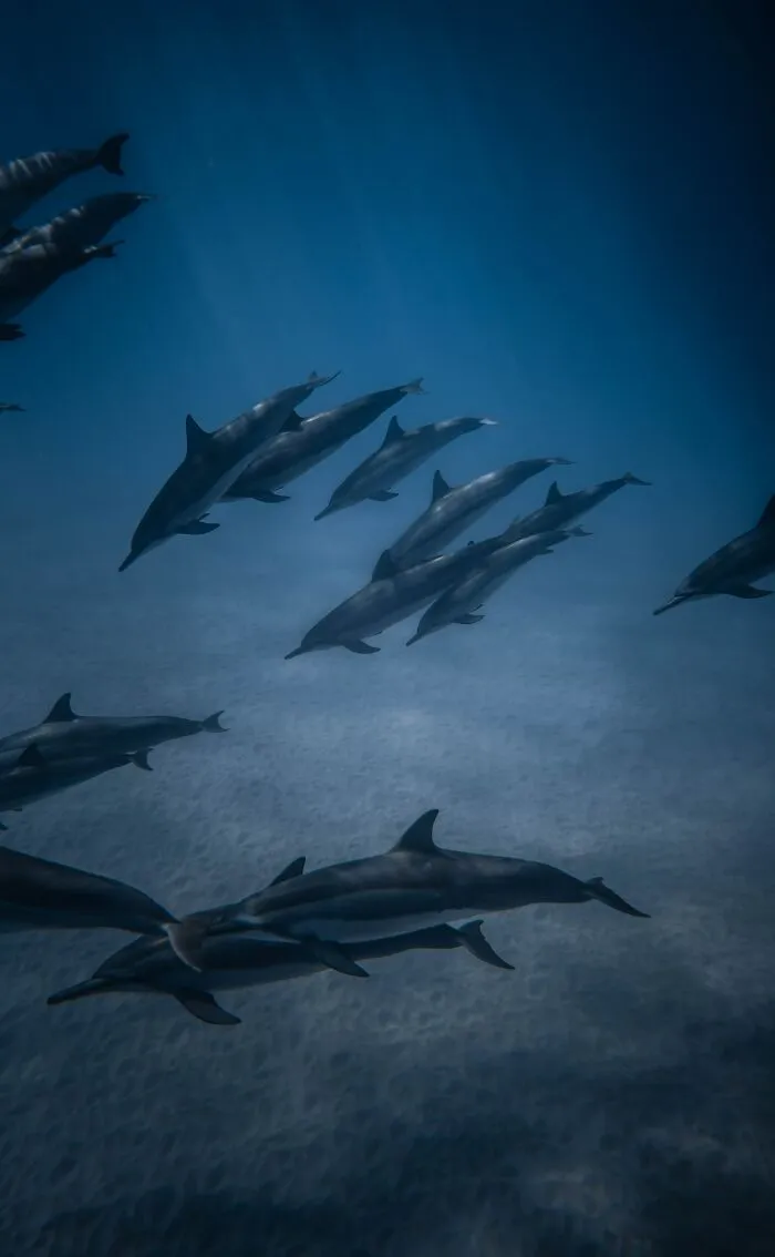 Someone Asks Sailors Or People Who Work At Sea "What's The Most Creepy Or Most Amazing Sight You Witnessed?" And 30 Deliver
