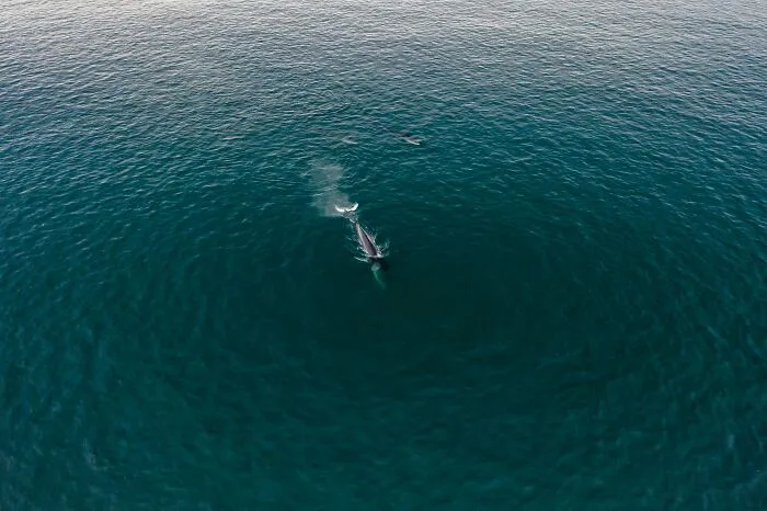 Someone Asks Sailors Or People Who Work At Sea "What's The Most Creepy Or Most Amazing Sight You Witnessed?" And 30 Deliver