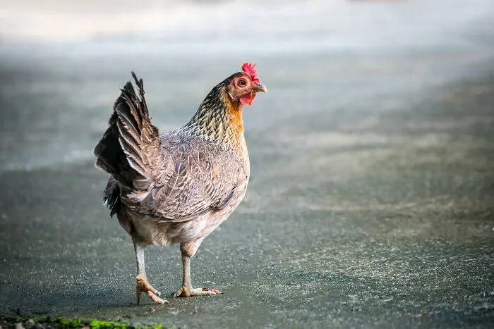 30 Most Ridiculous Things You Say So You Don’t Swear, Shared By Our Community