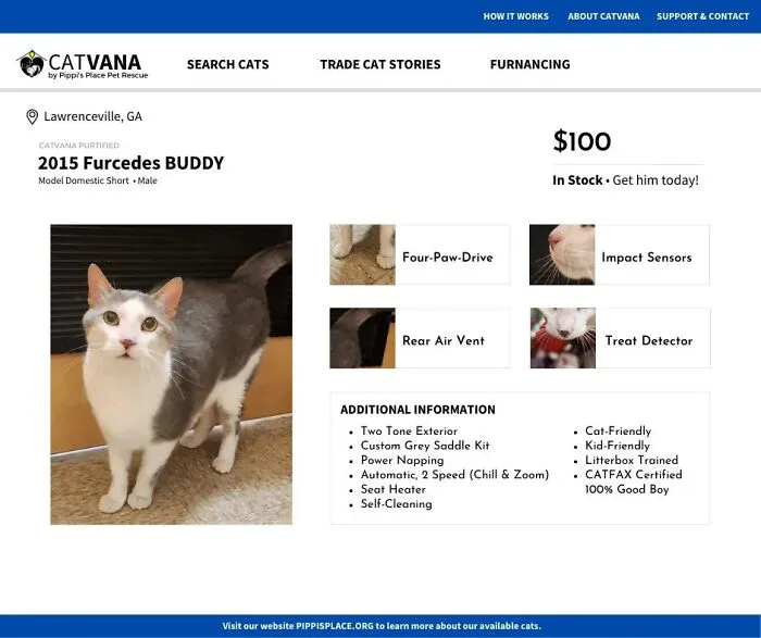 These 12 Shelter Cats Are Advertised As Cars For Sale, And The Result Is Hilarious