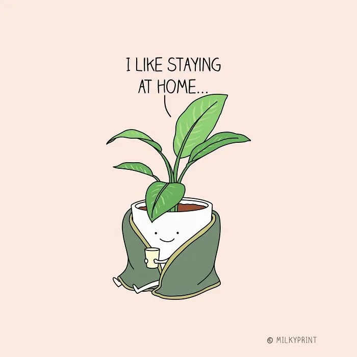 House Plant