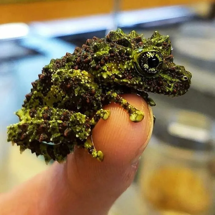 Vietnamese Tree Frog