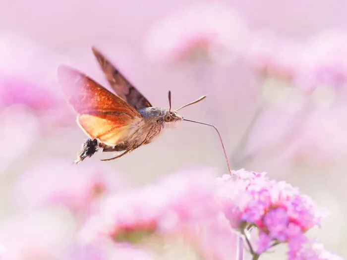 Photograph By  Marc Brouwer/Royal Entomological Society