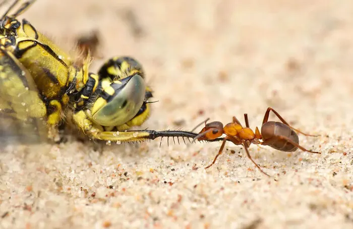 Photograph By Gustav Parenmark/Royal Entomological Society