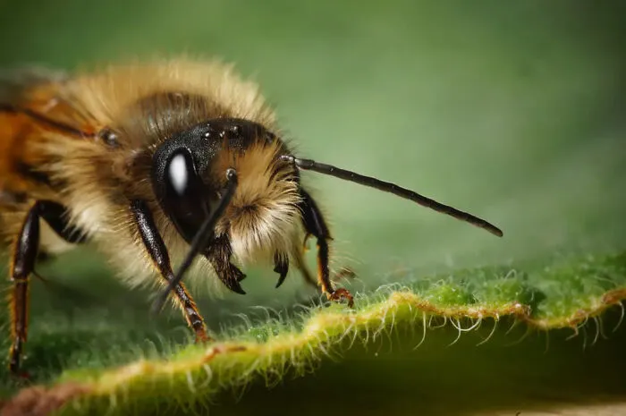 Photograph By  Will Scarratt/Royal Entomological Society