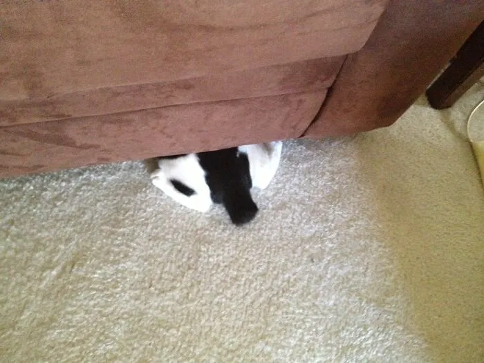 Lucy, When She Could Fit In A 1” Gap. I’d Post Her Face, But This Was More Common