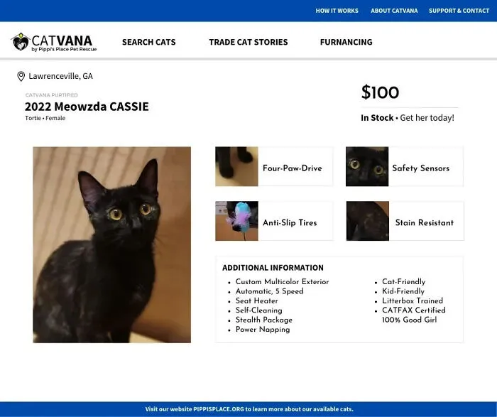 These 12 Shelter Cats Are Advertised As Cars For Sale, And The Result Is Hilarious