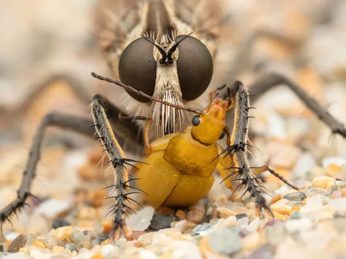 Photograph By  Jamie Spensley/Royal Entomological Society