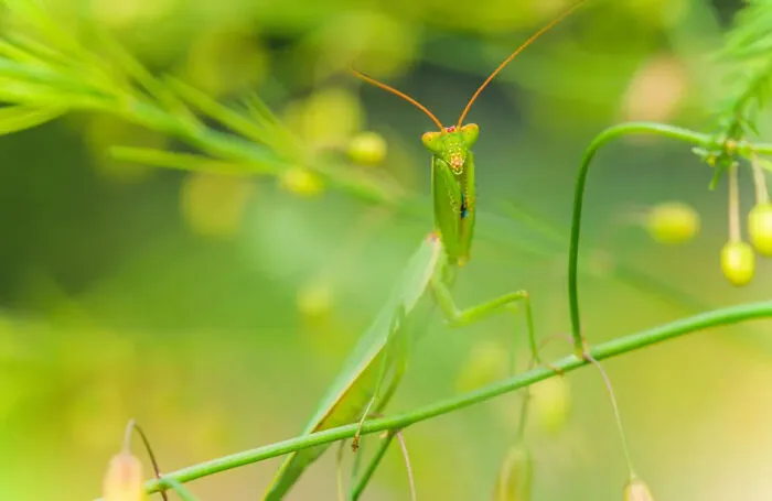 Photograph By  Panagiotis Dalagiorgos/Royal Entomological Society