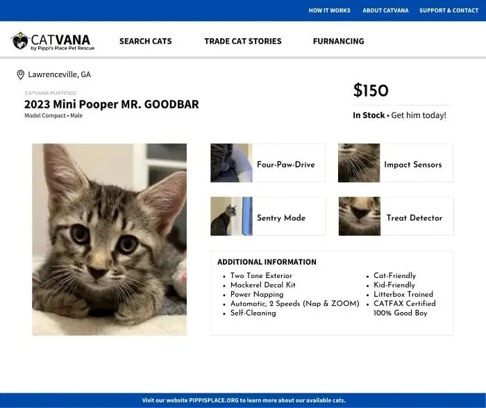 These 12 Shelter Cats Are Advertised As Cars For Sale, And The Result Is Hilarious