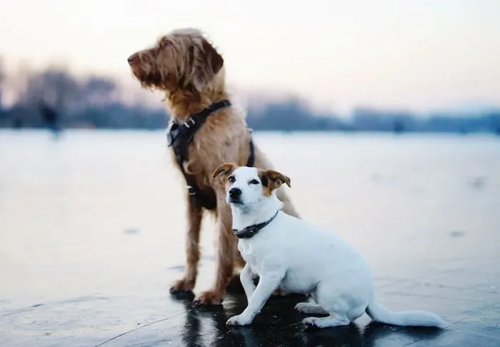 40 Owners Of Multiple Pets Share The Dramas They Get To Witness
