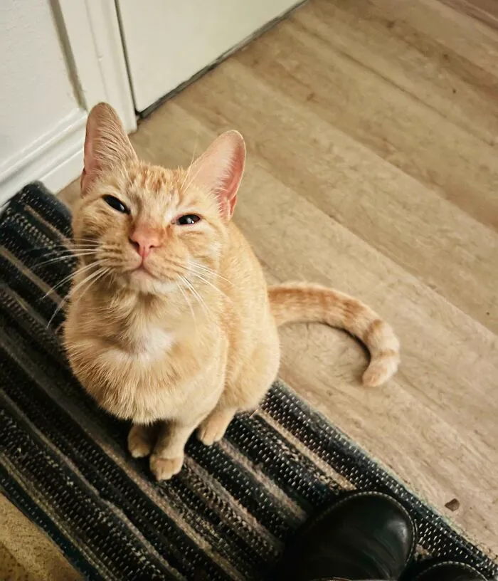 I Heard That To Smile At A Cat, You Simply Blink Very Slowly At Them. I Tried Today? This Was Her Reaction…