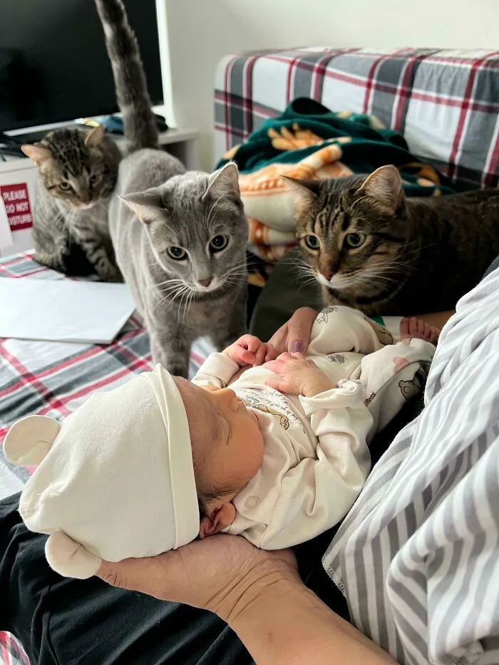 Three cutest cats curiously watching a newborn baby dressed in white, lying on a person's lap indoors on a checkered couch.