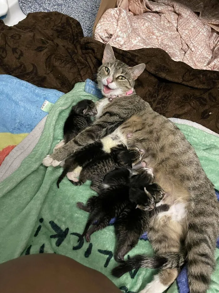 The Stray I’ve Been Feeding For Some Months Came In The House To Have Her Babies!! First Family Photoshoot
