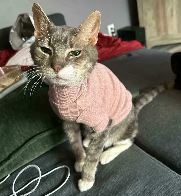 This Is Lady. She’s 21 And Wears Tiny Sweaters