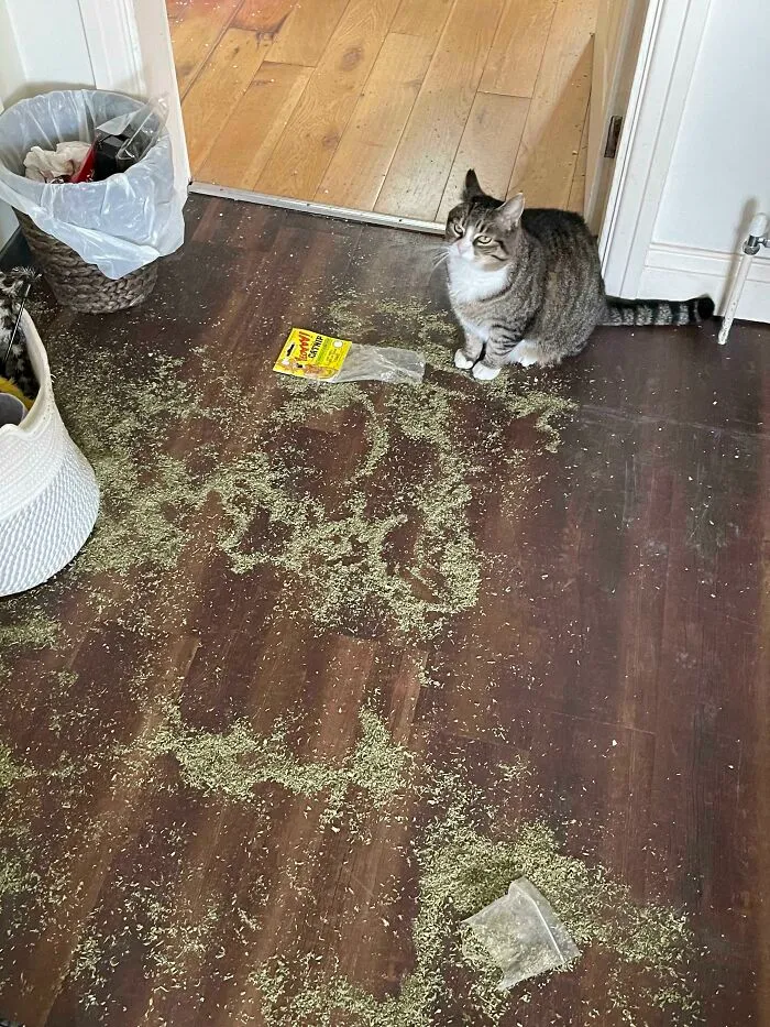 Returned Home To Find That Tim Had Found The Catnip Drawer…