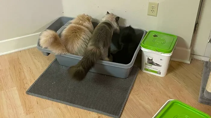 They Act Like They Don’t Have 4 Litter Boxes