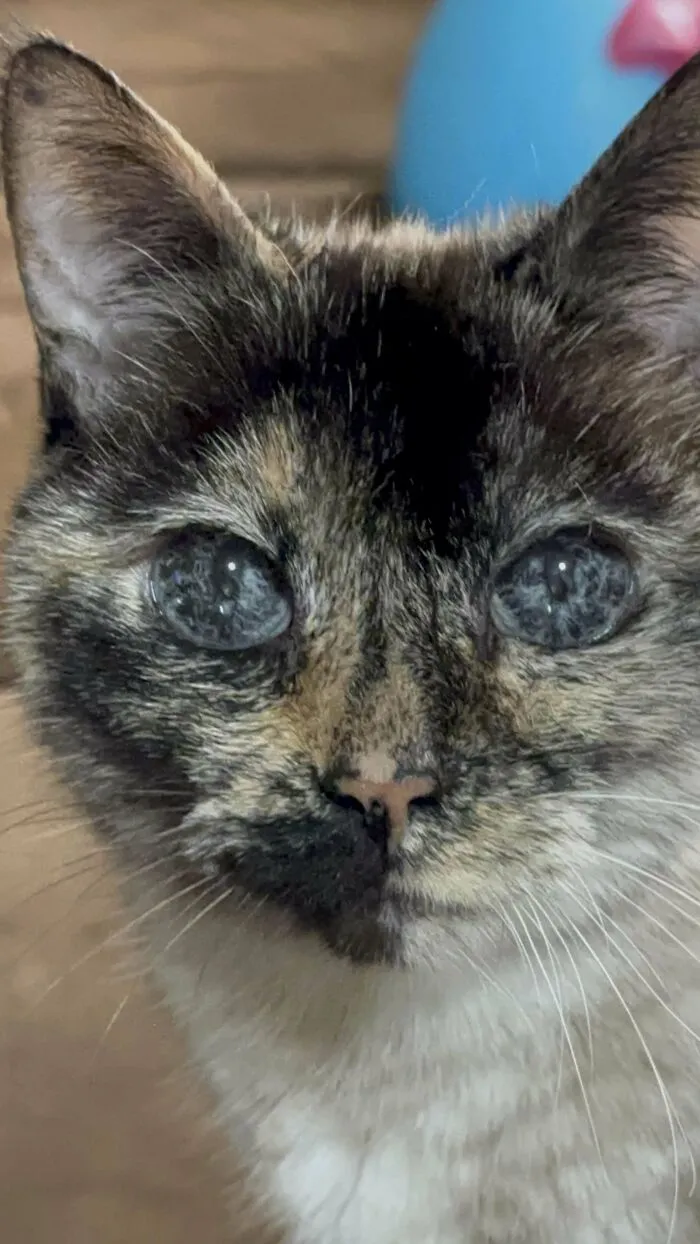 I Finally Got Some Good Photos Of Lola’s Eyes! (Tortie-Point Siamese)