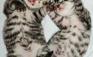 50 Aww-Inducing Pics Of Cats That Are Impossible Not To Enjoy