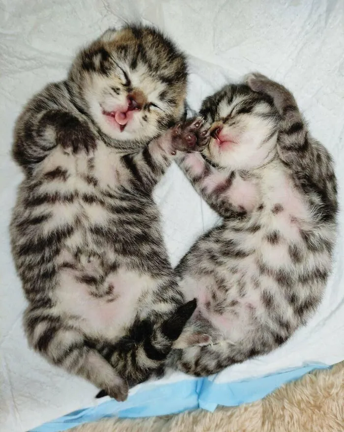 Smol Criminals Drunk On Milk