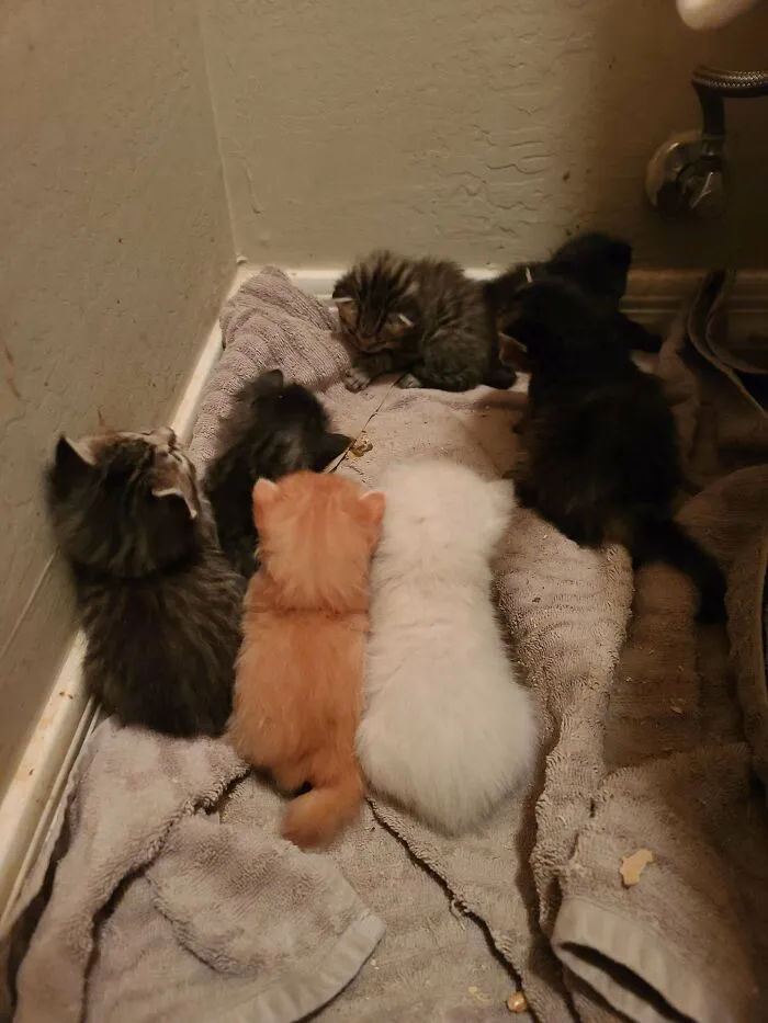 Several cutest cats kittens with different fur colors resting together on a towel in a cozy corner.