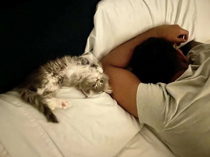 Grey and white fluffy cat lying on a bed next to a person, showcasing one of the cutest cats ever to melt your heart.