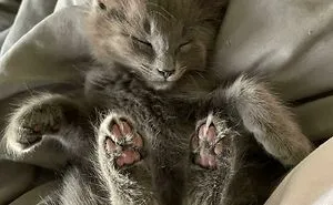 50 Aww-Inducing Pics Of Cats That Are Impossible Not To Enjoy