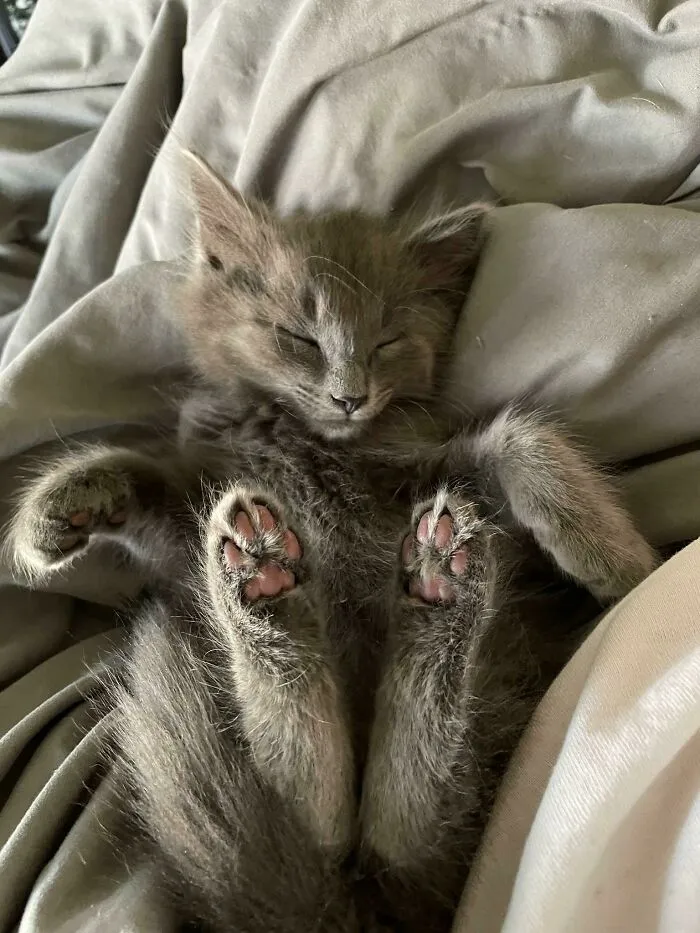 Smol And Sleepy